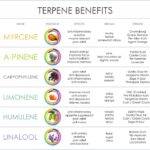What are the different types of terpenes occurring in nature?